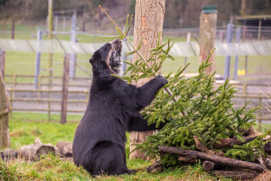Bear inspecting Christmas Tree